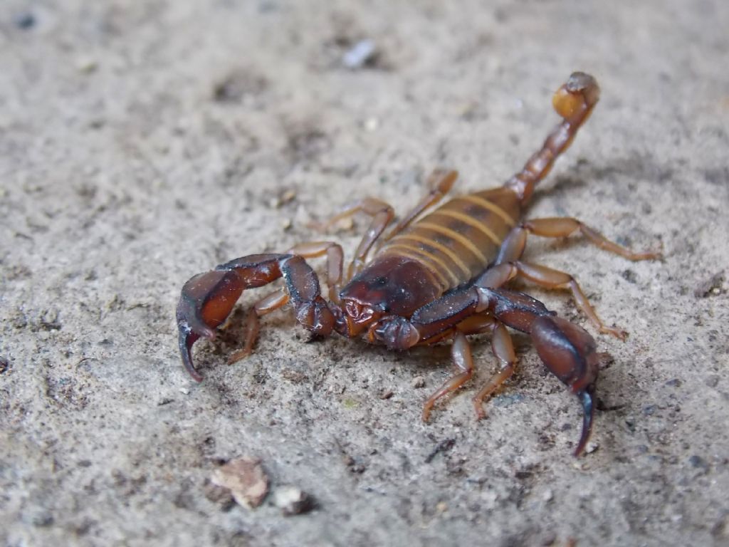 Euscorpius sp. da Piedimonte Matese